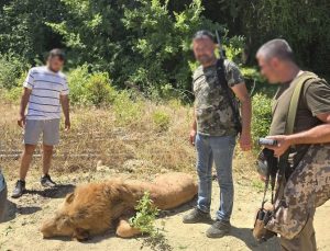 Antalya’da Aslan Dehşeti: Çiftçiye Saldırdı, Saatler Sonra Yakalandı