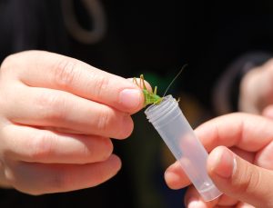 Kuzuyayla’da biyoçeşitlilik haritası çıkarıldı