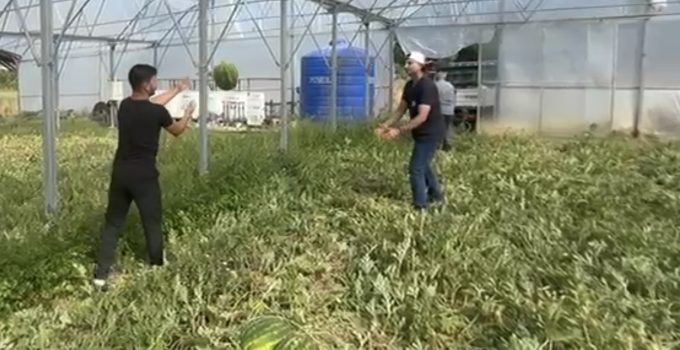 Tescilli Kandıra Karpuzunda İlk Hasat Başladı