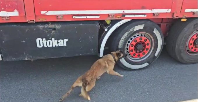 TEM Otoyolu’nda Tırdan 350 Paket Kaçak Sigara Çıktı