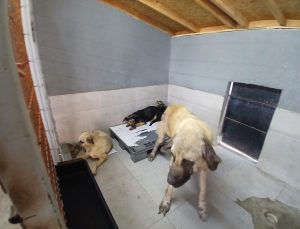 Gölcük Belediyesi’nden Sokak Hayvanları Rehabilitasyon Merkezi açıklaması