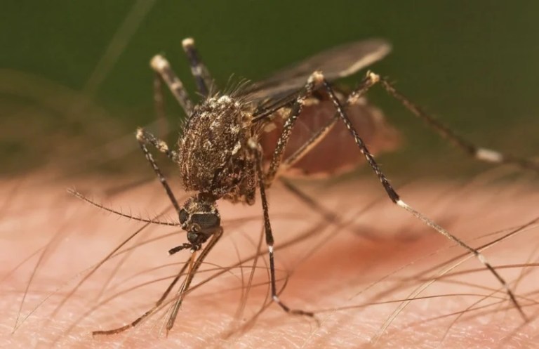 Tropikal Sivrisinekler Türkiye’de Tehlike Saçıyor!