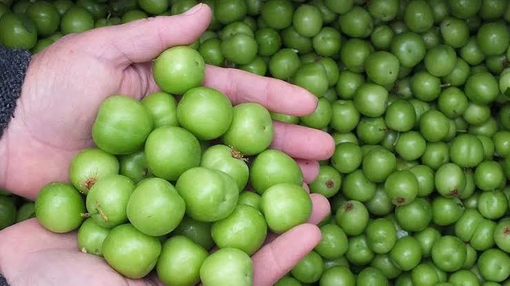 İlk hasat can erikleri Irak’a 500 dolardan gitti