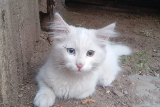 Kayıp Van kedisi için umutlu arayış