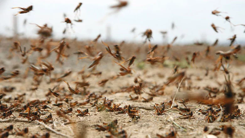 Çekirge İstilası Sahra Çölü’nde Hayatı Durdurdu!