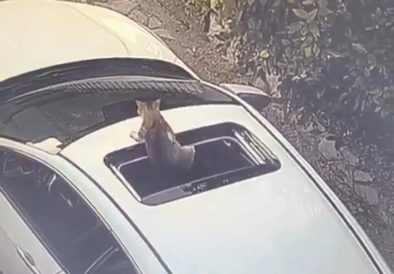 Açık sunroofta tehlikeli anlar!