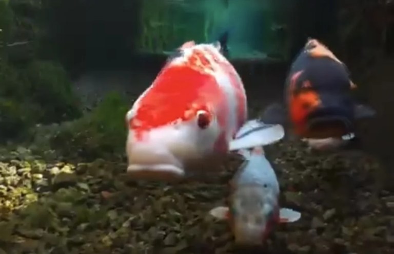 Japonya’daki berrak su kanalları sosyal medyada gündem oldu