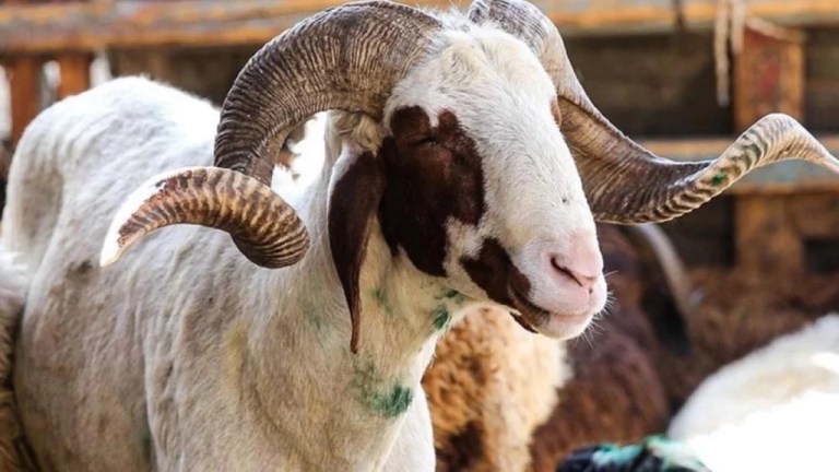 2026 Kurbanlık Fiyatları Belli Oldu: Küçükbaş 25.000 TL’den Başlıyor