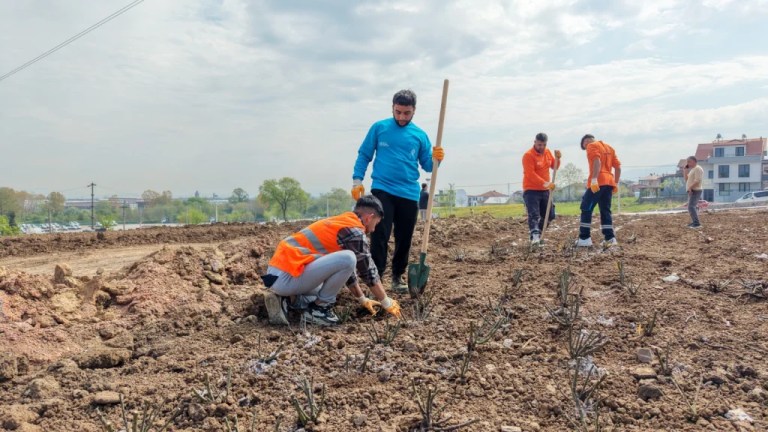Başiskele’de Gül Bahçesi Parkı’na 15 Bin Fidan