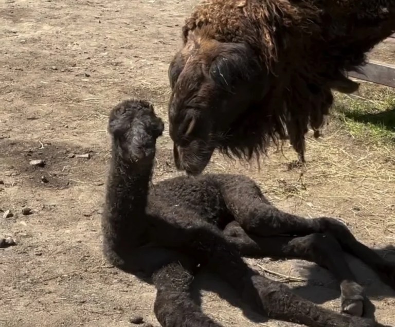 Ormanya’da Yavru Deve Sevinci Yaşandı